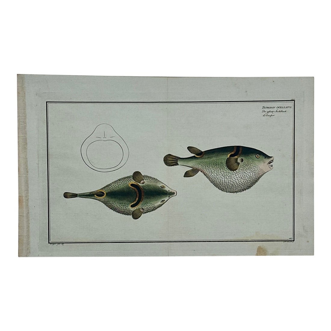 Puffer Fish Original Print by Bloch, 1782: Original engraving by Marcus Elieser Bloch from his work Histoire Naturelle, Generale et Particuliere des Poissons (Ichthyology, or Natural History, General and Particular of Fish), published between