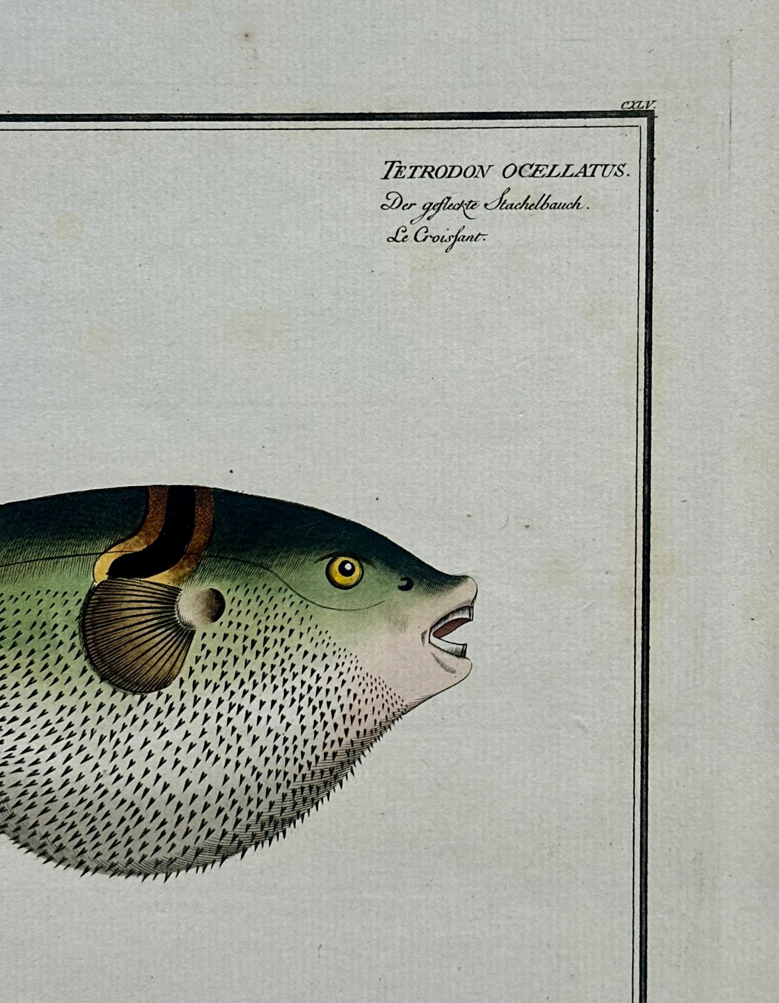 Puffer Fish Original Print by Bloch, 1782 - 2