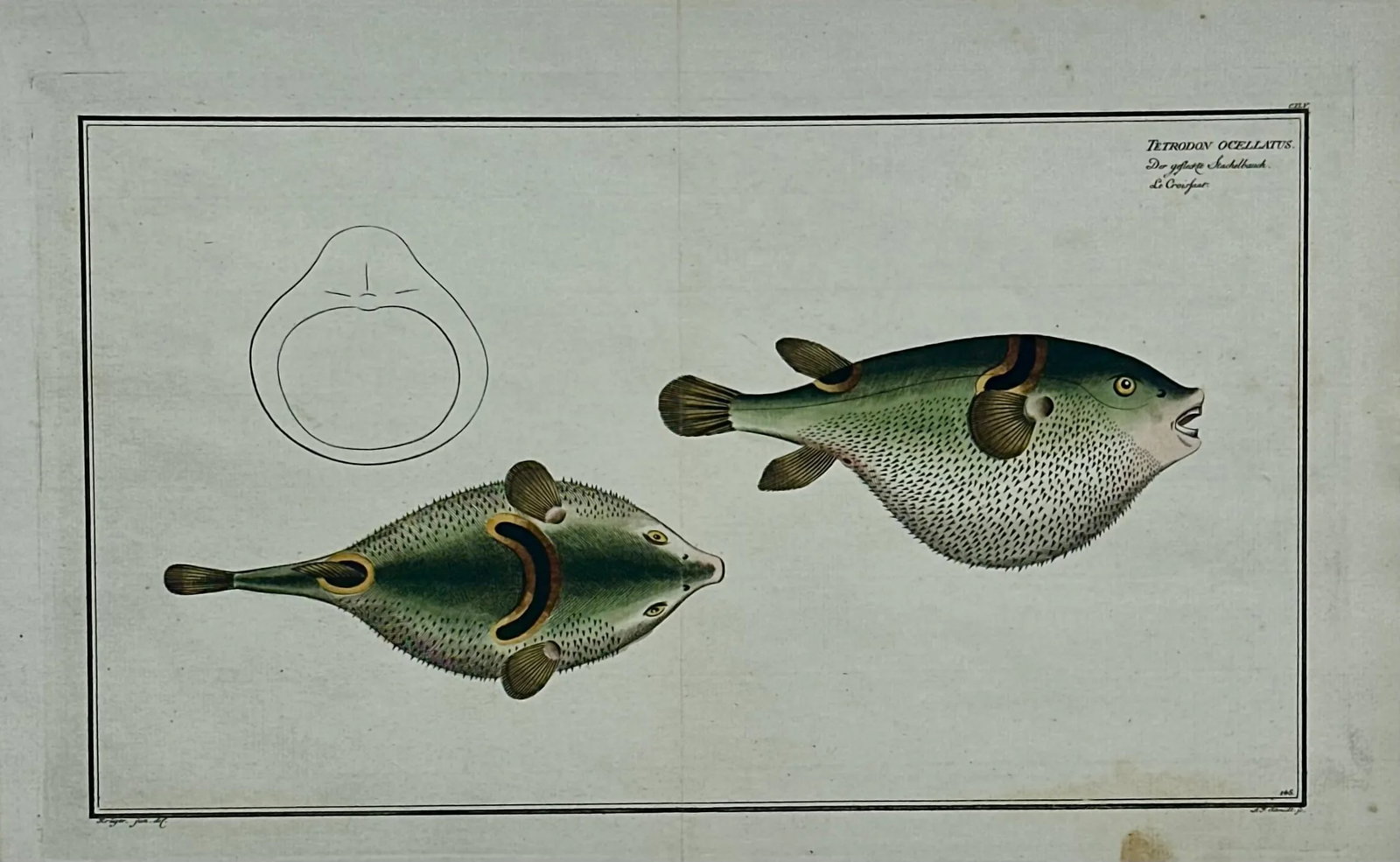Puffer Fish Original Print by Bloch, 1782 - 3