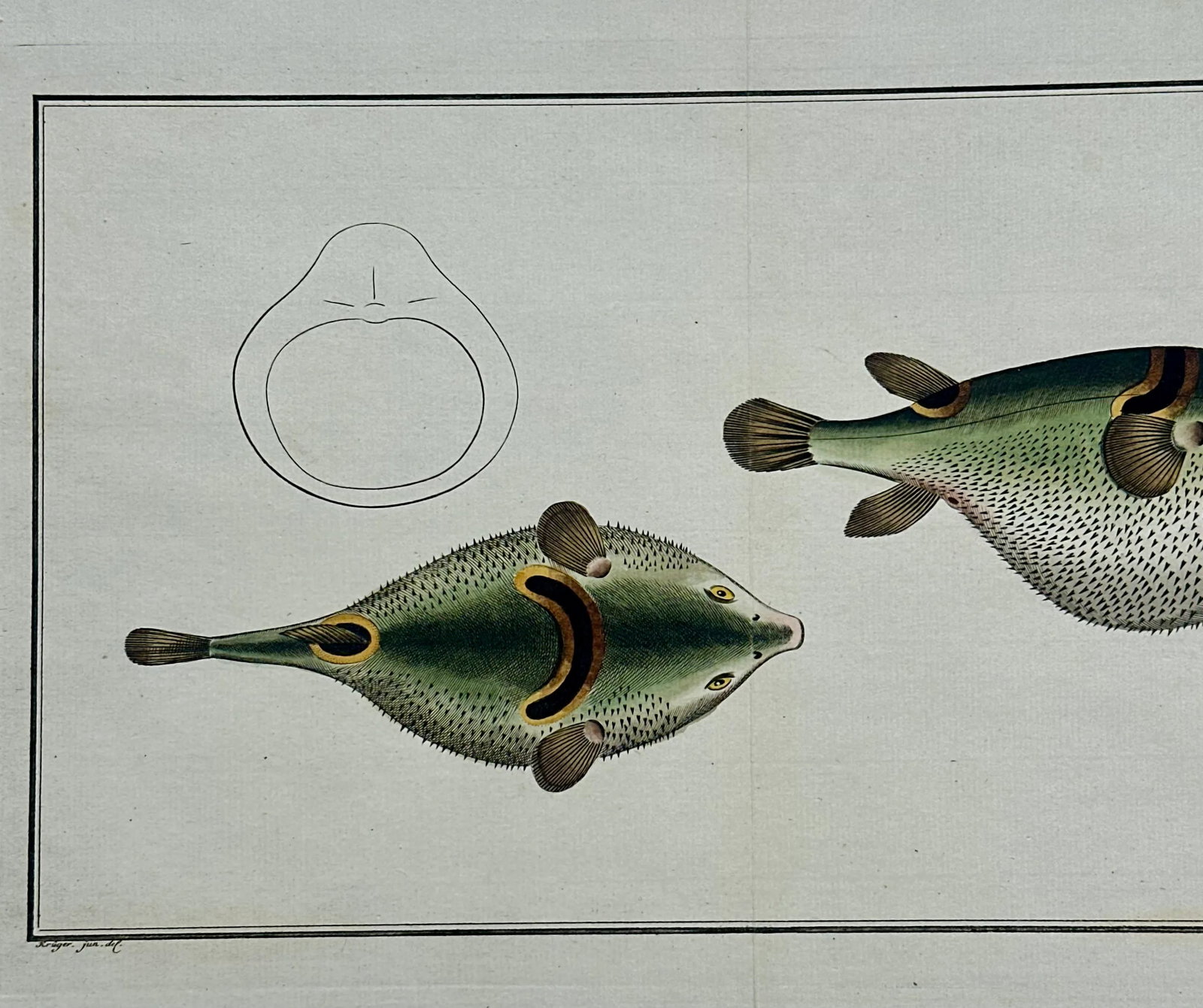 Puffer Fish Original Print by Bloch, 1782 - 5