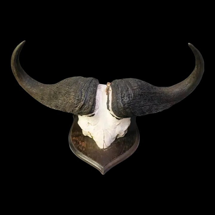 Vintage African Cape Buffalo Cranium and Horn Mounted Trophy: One of the most dangerous animals in the world. Great look and vintage mounts. Silver tag on back that says FP 1940 Condition: Alterations: Original Condition Unaltered Imperfections: Some