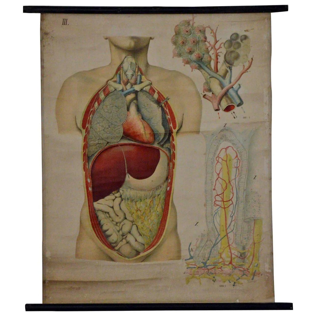 Vintage Swedish E. Hoelemann Antique Anatomical Chart - 2