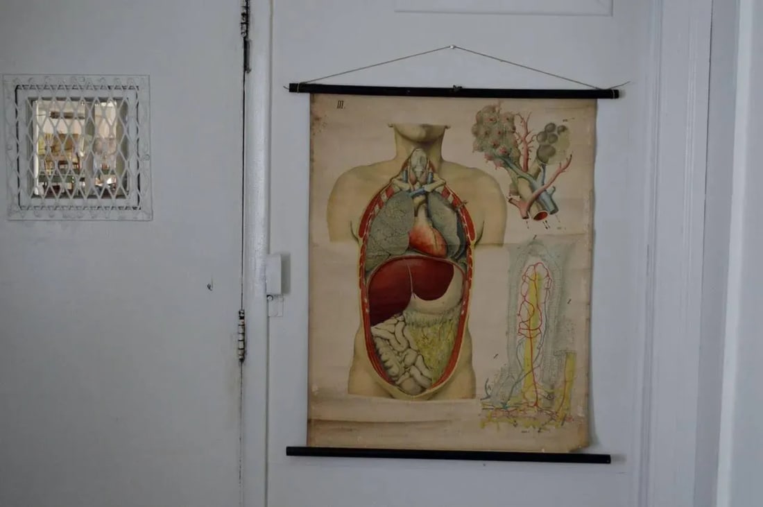 Vintage Swedish E. Hoelemann Antique Anatomical Chart - 3