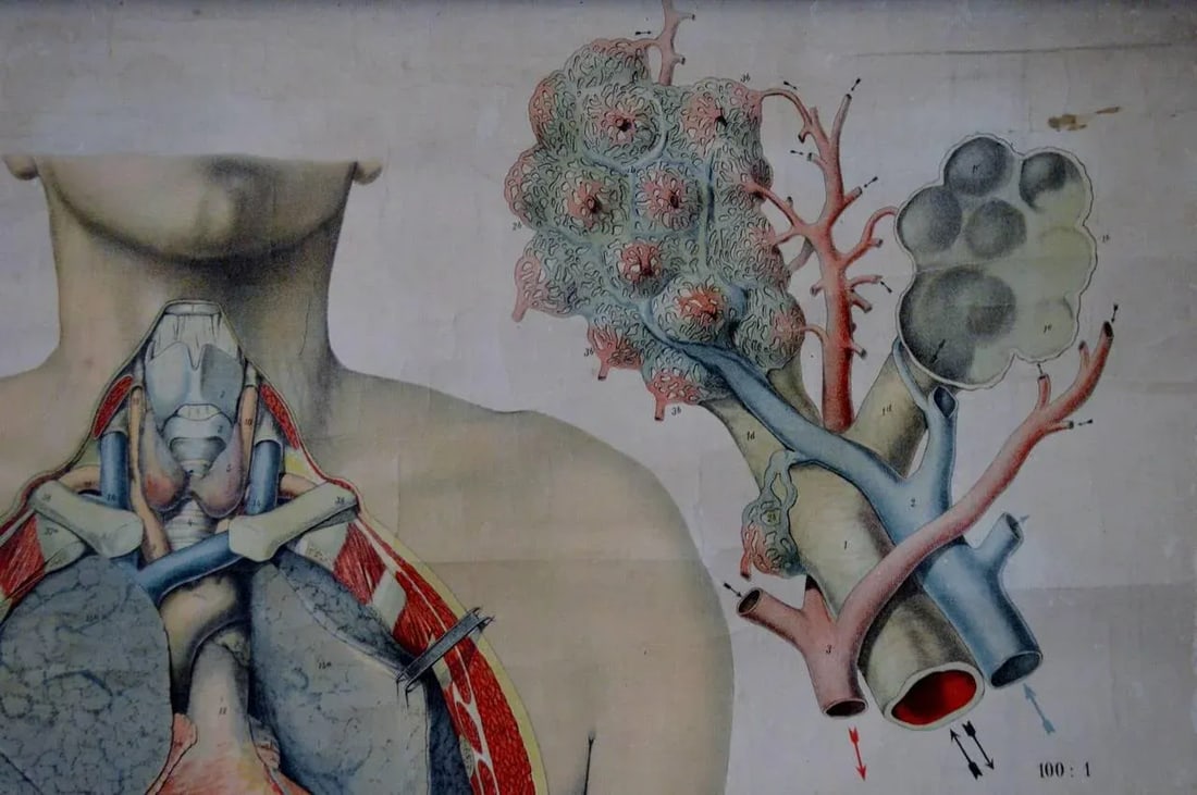 Vintage Swedish E. Hoelemann Antique Anatomical Chart - 4