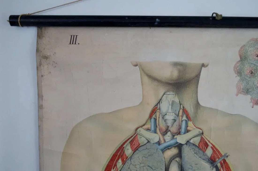Vintage Swedish E. Hoelemann Antique Anatomical Chart - 6
