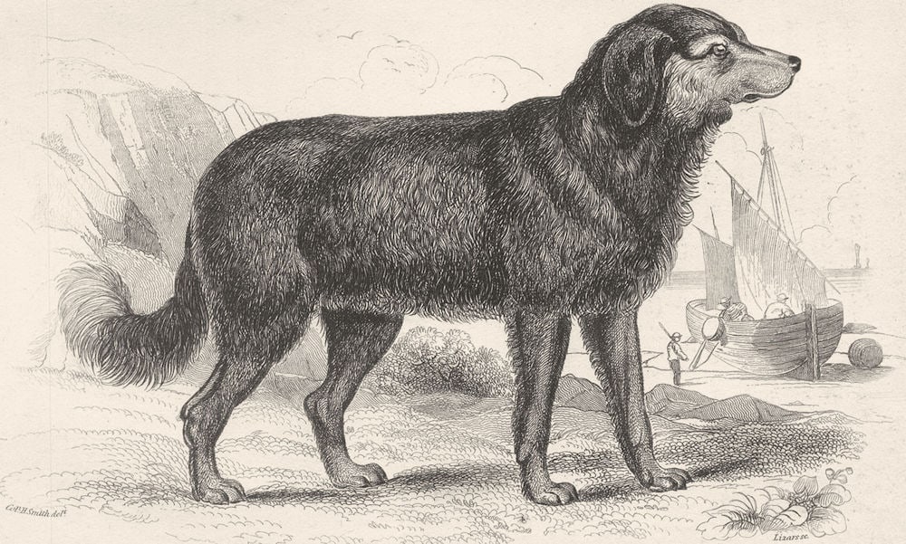 DOGS. The Newfoundland Dog. Original Breed. Vignette (Edward Jesse) 1858 print (1 of 1)