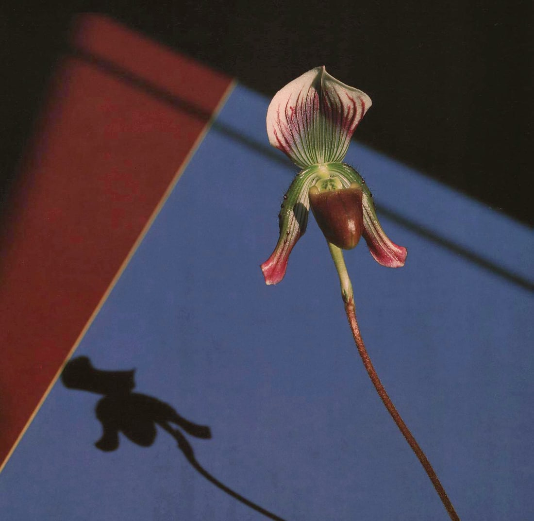 MAPPLETHORPE - Orchid, 1986: Title: MAPPLETHORPE - Orchid, 1986 Description: Artist: MAPPLETHORPE Print Title: Orchid, 1986 Medium:Duotone Print Printed 1990s in the Italy Image size (inches) approx. 10 x 10" Robert Mapplethorpe 