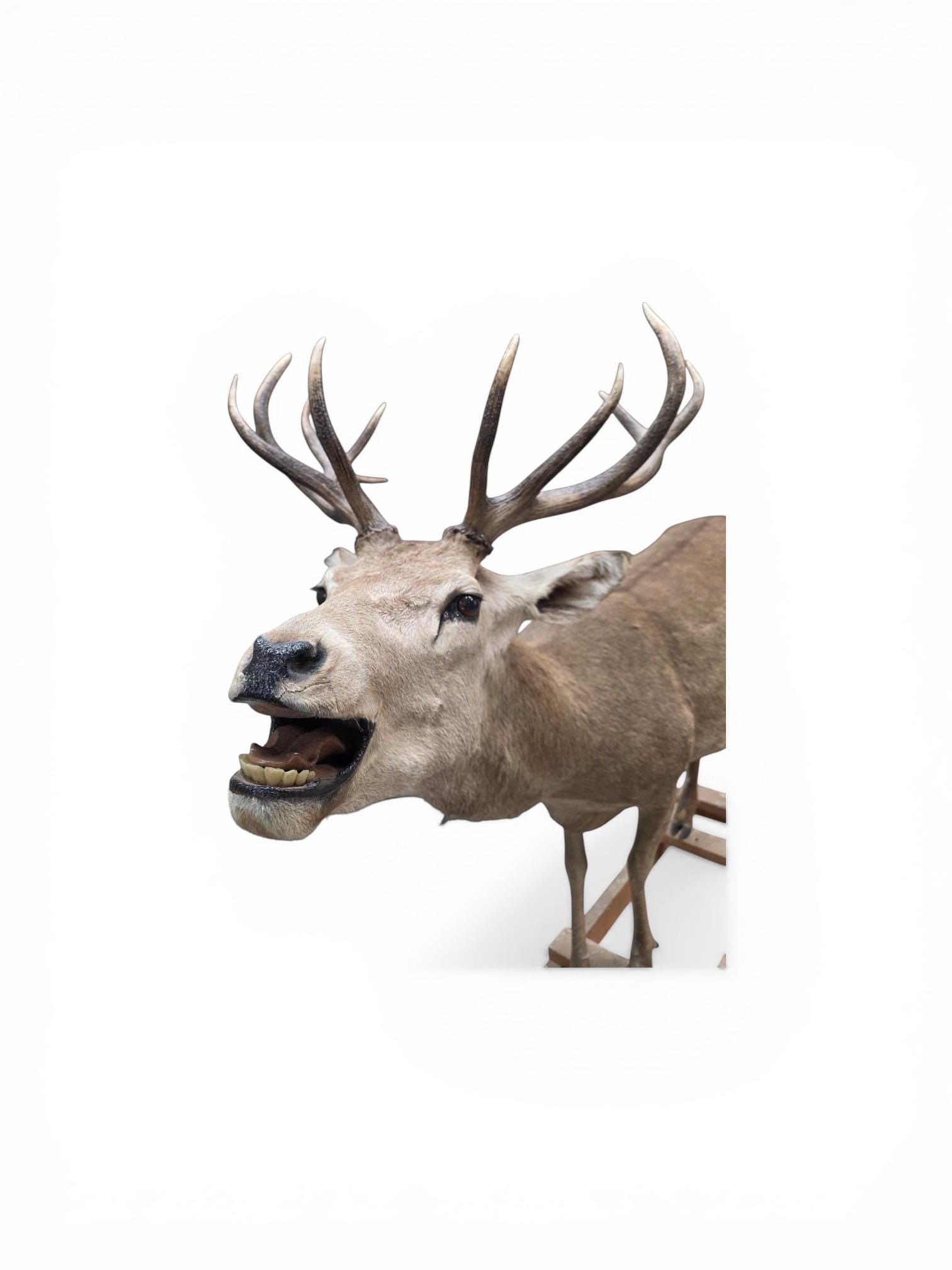 Antique 12-Point Whitetail Deer Full Body Mount - 2