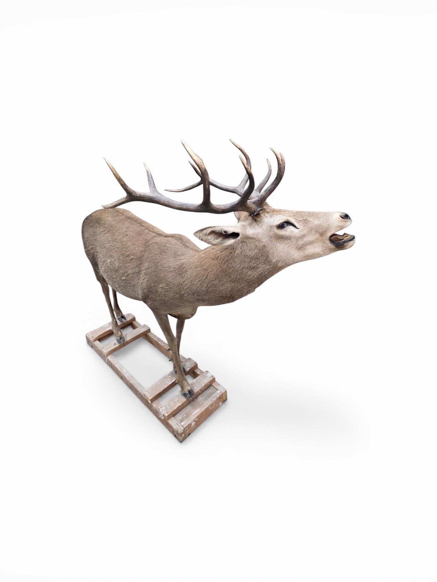 Antique 12-Point Whitetail Deer Full Body Mount - 3