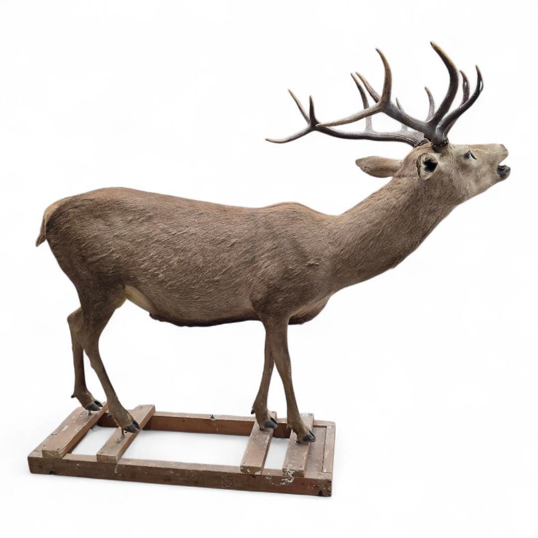 Antique 12-Point Whitetail Deer Full Body Mount - 4