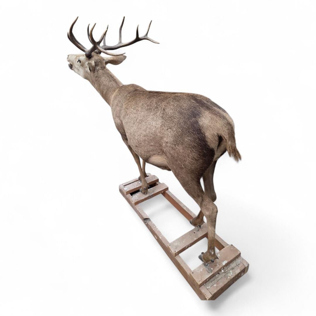 Antique 12-Point Whitetail Deer Full Body Mount - 5