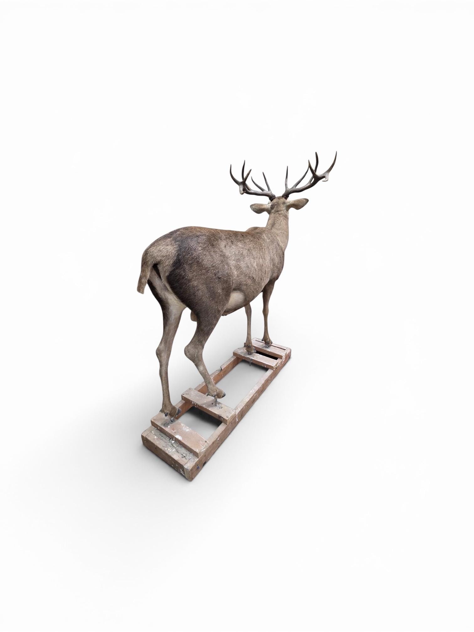 Antique 12-Point Whitetail Deer Full Body Mount - 6