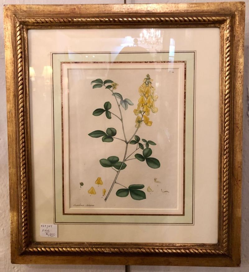 Two of the Hand Colored Botanist Repository Series 1797 Andrews, Henry 'British' - 3