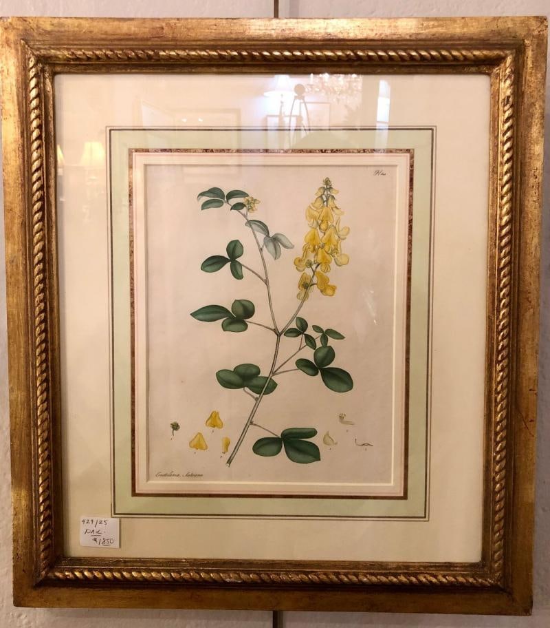 Two of the Hand Colored Botanist Repository Series 1797 Andrews, Henry 'British' - 4