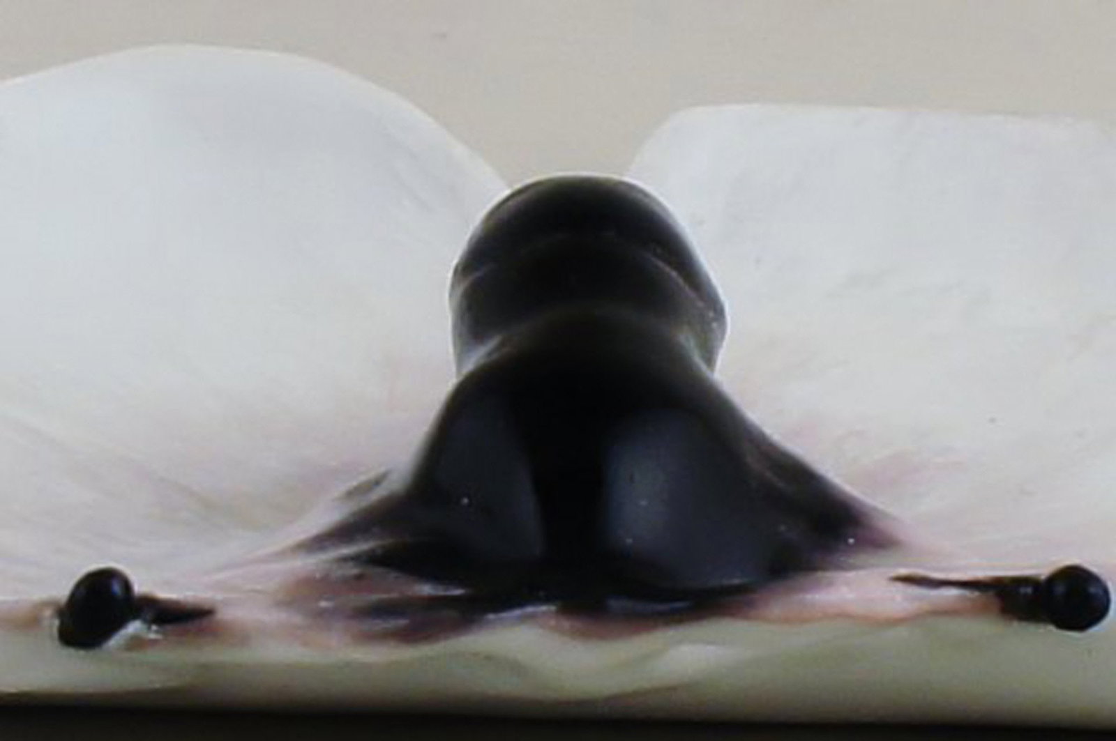 A pair of Art nouveau Rorstrand dishes with an insect. - 5