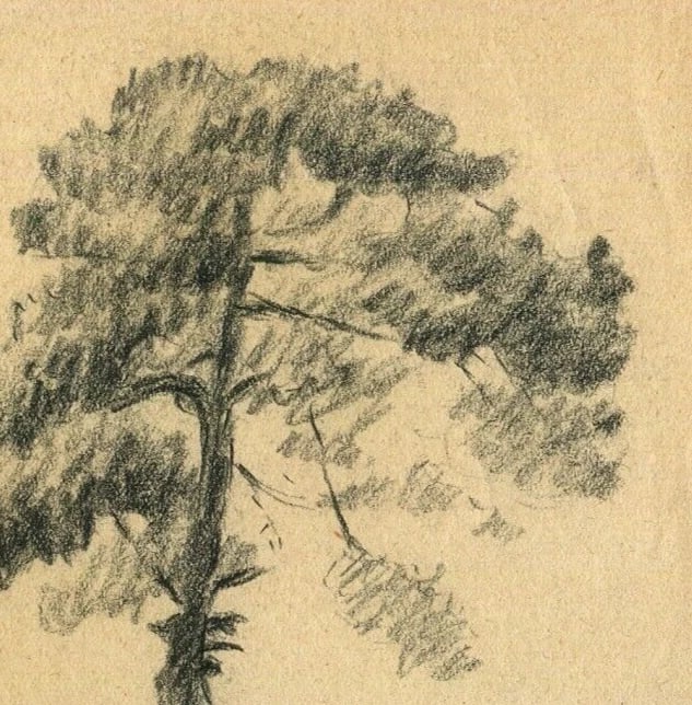 19th Century Pencil Drawing Trees Vegetation Landscape Leaves Antique Original - 6