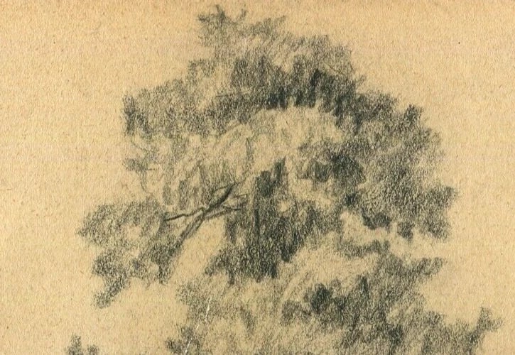 French Drawing Tree Vegetation Landscape Leaves Pencil Original - 4