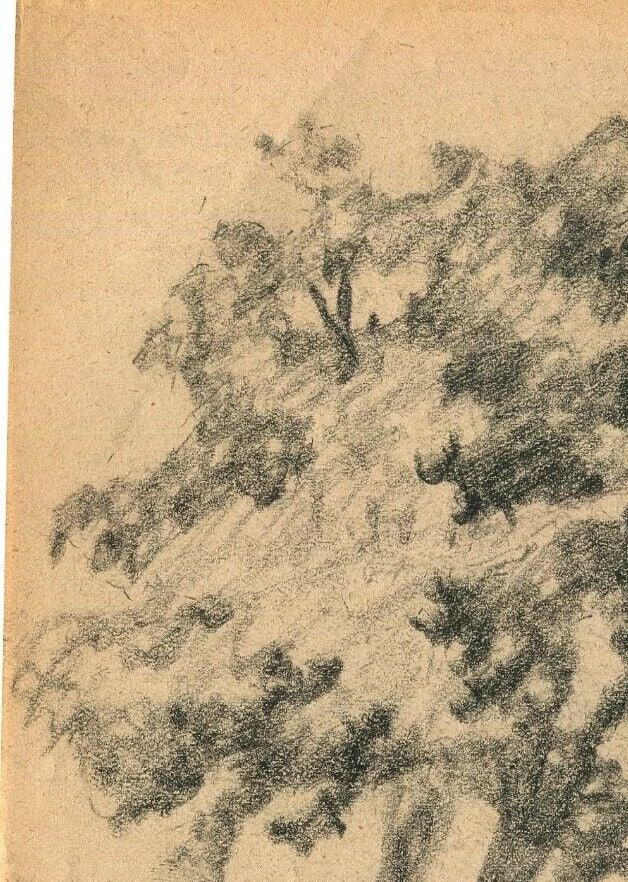 Early 20th French Pencil Drawing Tree Antique Original 1900 - 6