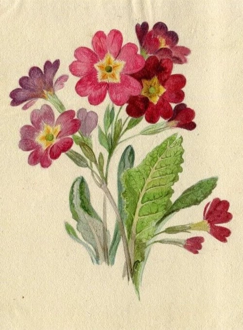 French Pencil Drawing Bouquet of Aviola Adonita Flowers Antique - 3