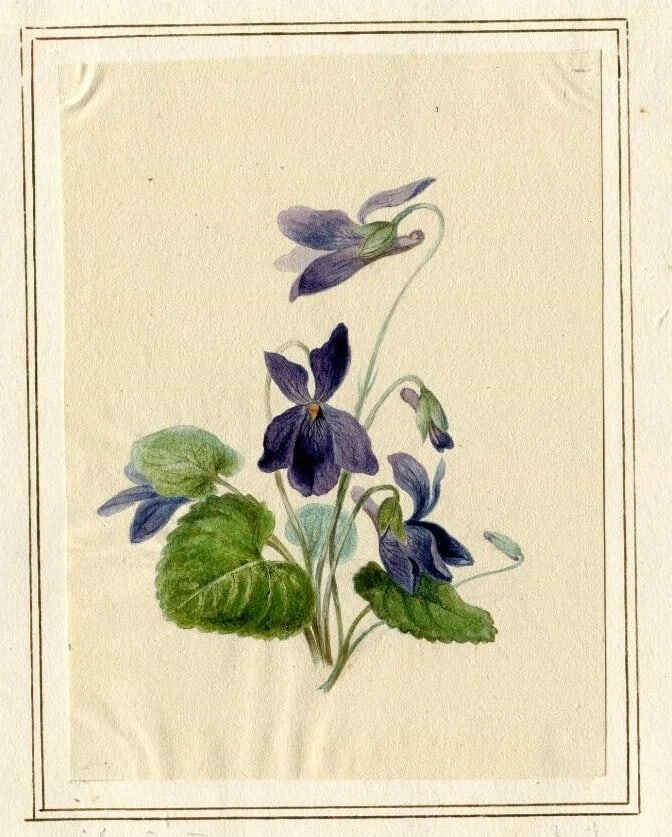 French Pencil Drawing Bouquet of Aviola Adonita Flowers Antique - 4