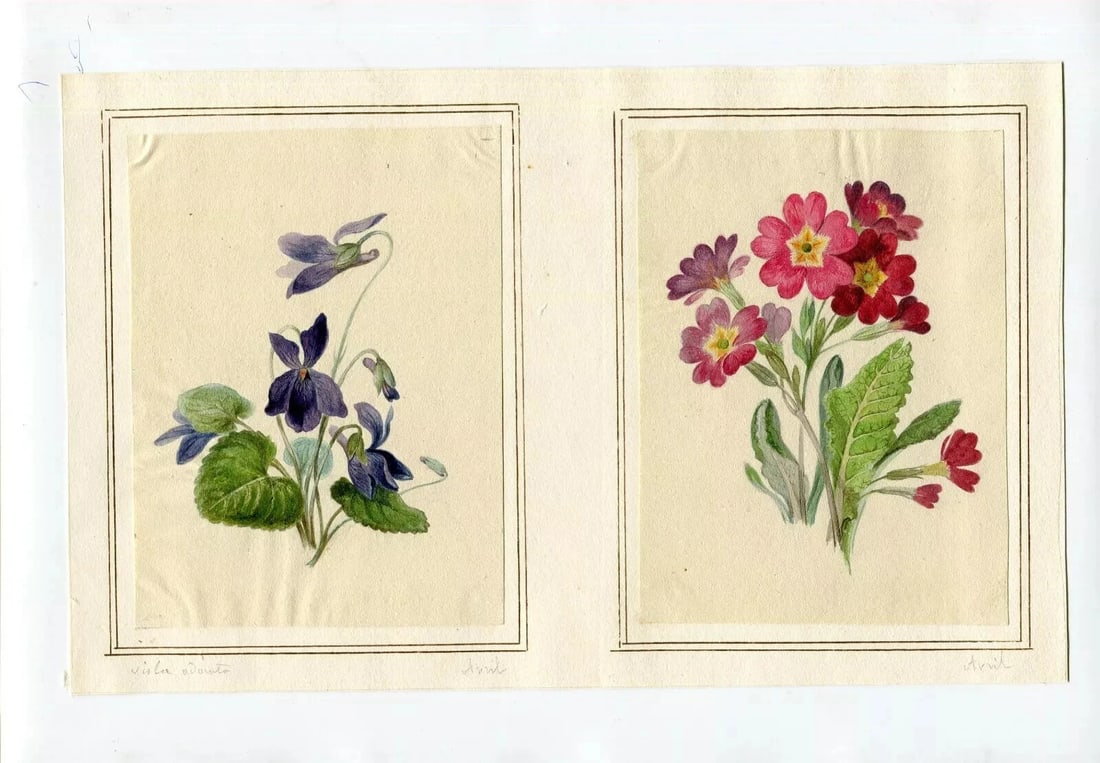 French Pencil Drawing Bouquet of Aviola Adonita Flowers Antique - 5
