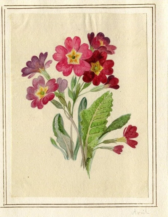 French Pencil Drawing Bouquet of Aviola Adonita Flowers Antique - 6