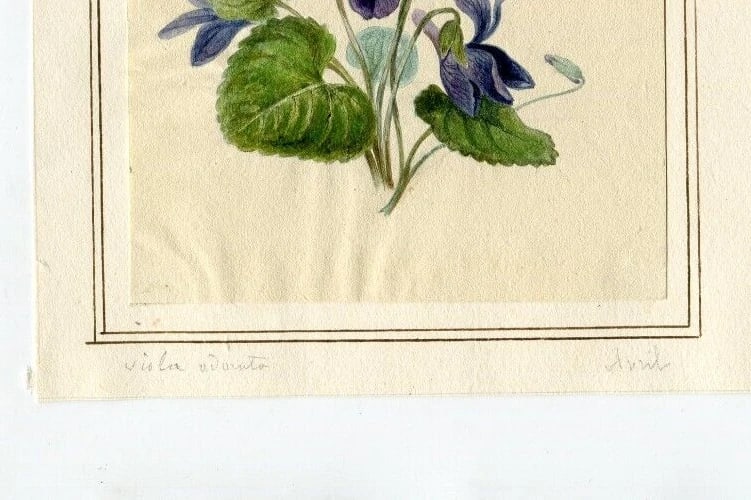 French Pencil Drawing Bouquet of Aviola Adonita Flowers Antique - 7