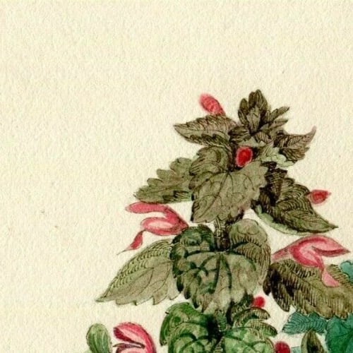 19th century Green and Pink Flowers Drawing Antique Original Artwork - 2