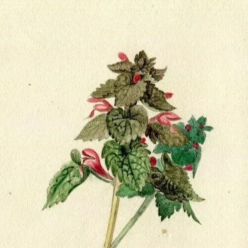 19th century Green and Pink Flowers Drawing Antique Original Artwork - 3