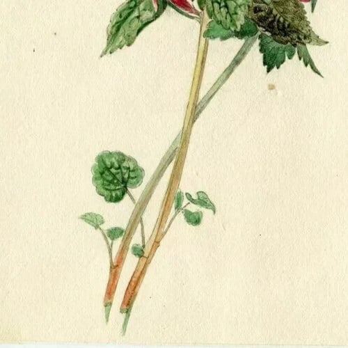 19th century Green and Pink Flowers Drawing Antique Original Artwork - 4