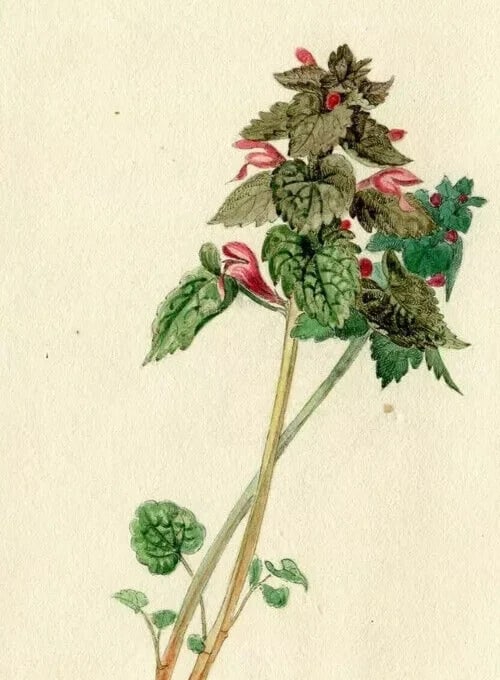 19th century Green and Pink Flowers Drawing Antique Original Artwork - 5