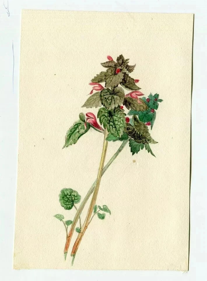 19th century Green and Pink Flowers Drawing Antique Original Artwork - 6