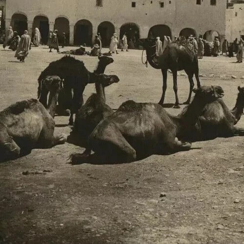 R.PROUHO - Gardaiah, Mzab Market, Algeria Vintage Photographs c. 1910 - 4