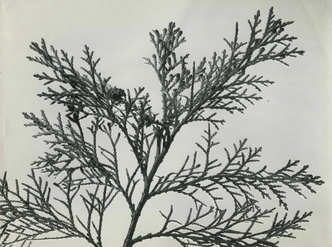 Photographs Pierre AURADON - Cedrus Leaf Study, Flowers c. 1940 Vintage: Photographs Pierre AURADON - Cedrus Leaf Study, Flowers c.1940 Description: Vintage silver gelatin print Stamp on the back 22.3 x 16.8 cm Reserve: $50.00 Shipping: Domestic: Flat-rate of $19