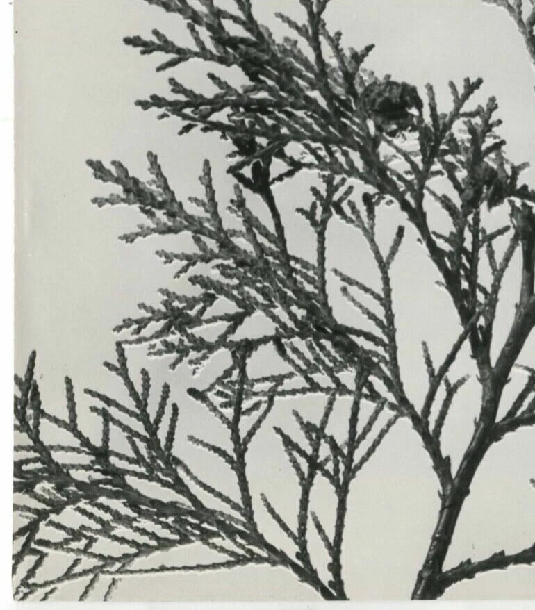 Photographs Pierre AURADON - Cedrus Leaf Study, Flowers c. 1940 Vintage - 3