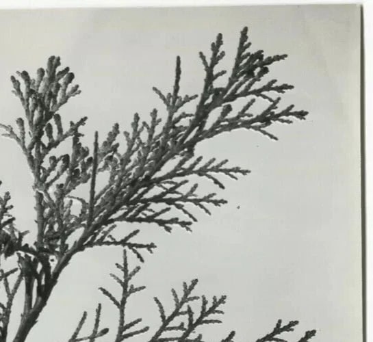 Photographs Pierre AURADON - Cedrus Leaf Study, Flowers c. 1940 Vintage - 4