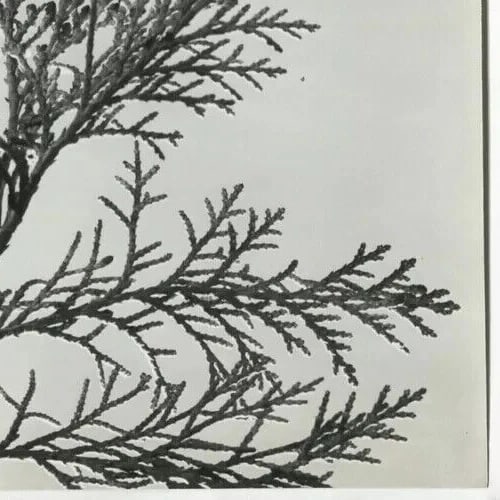 Photographs Pierre AURADON - Cedrus Leaf Study, Flowers c. 1940 Vintage - 5