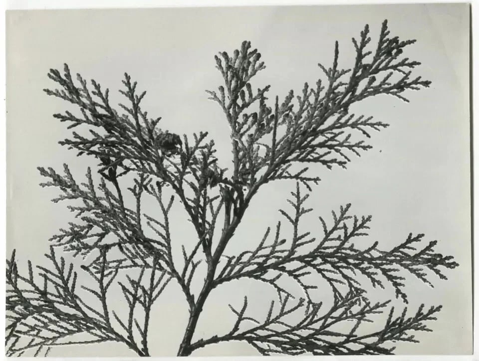 Photographs Pierre AURADON - Cedrus Leaf Study, Flowers c. 1940 Vintage - 6