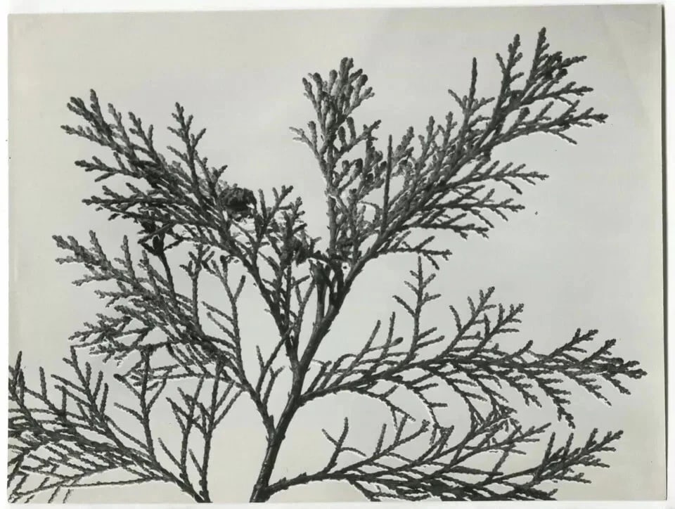 Photographs Pierre AURADON - Cedrus Leaf Study, Flowers c. 1940 Vintage - 8