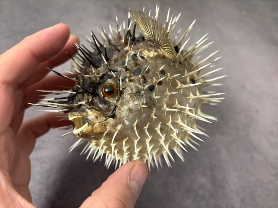 Long-spine Porcupine Fish (Diodon holocanthus) (1 of 6)