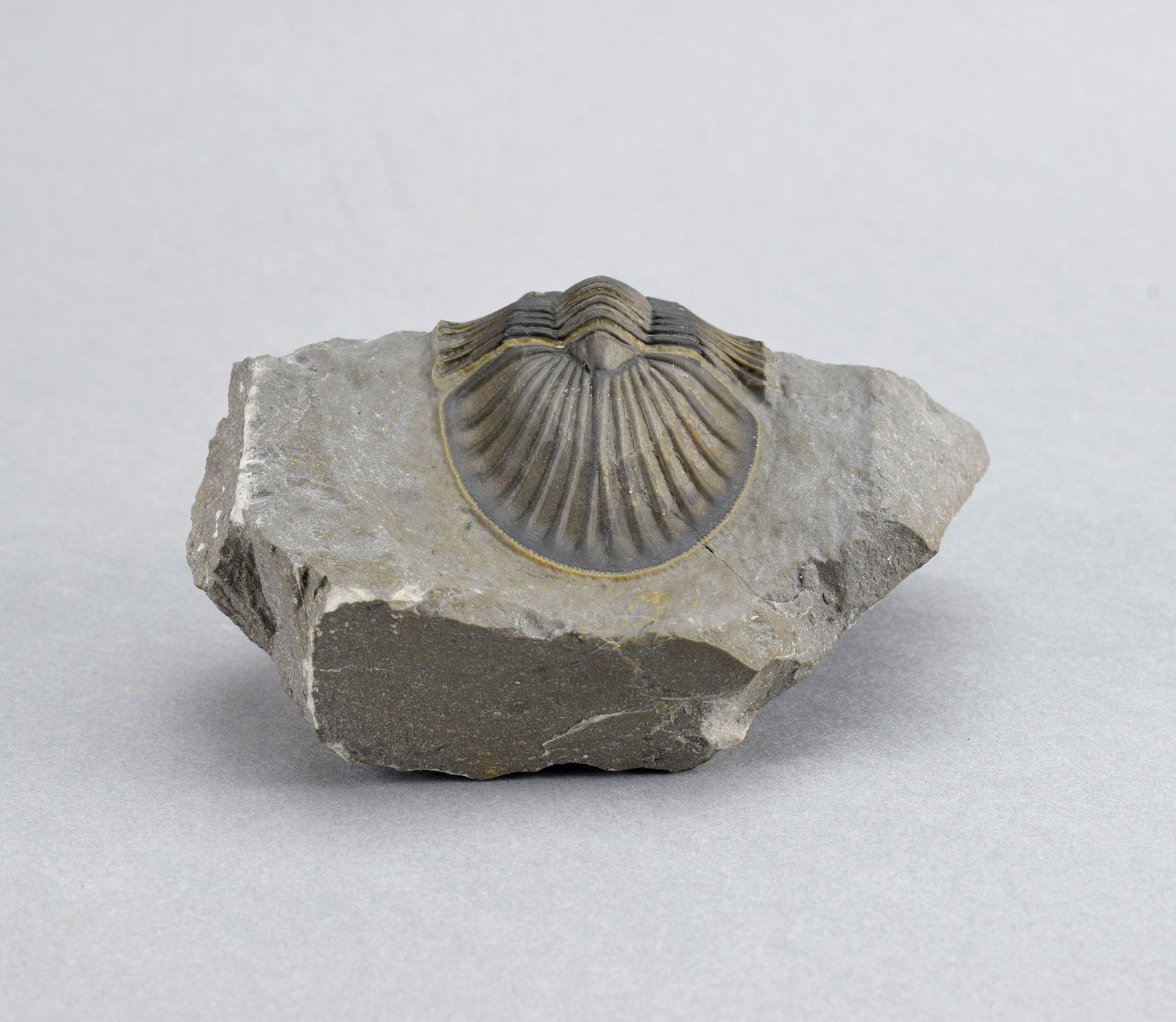 Beautiful trilobite Scabriscutellum - 10