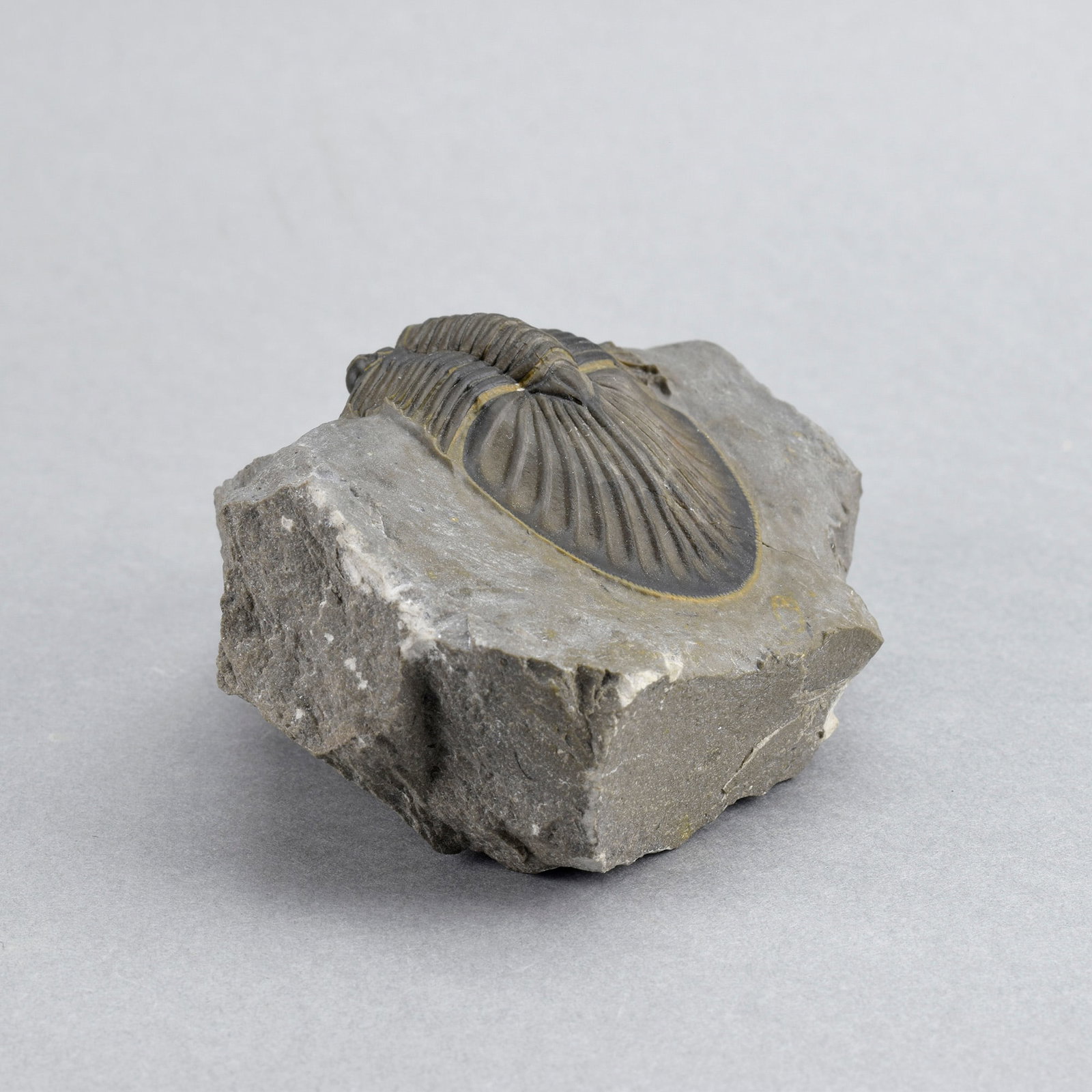 Beautiful trilobite Scabriscutellum - 11