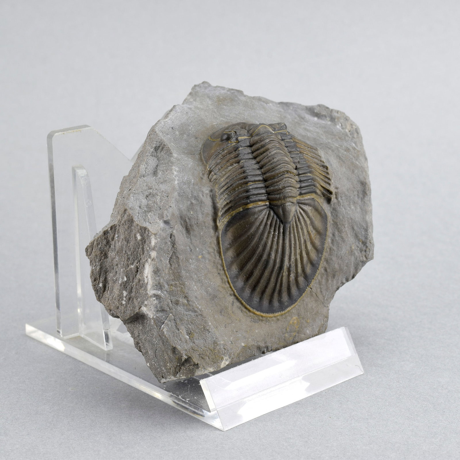 Beautiful trilobite Scabriscutellum - 3