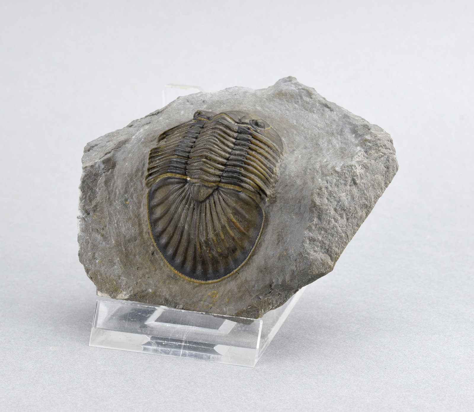 Beautiful trilobite Scabriscutellum - 4