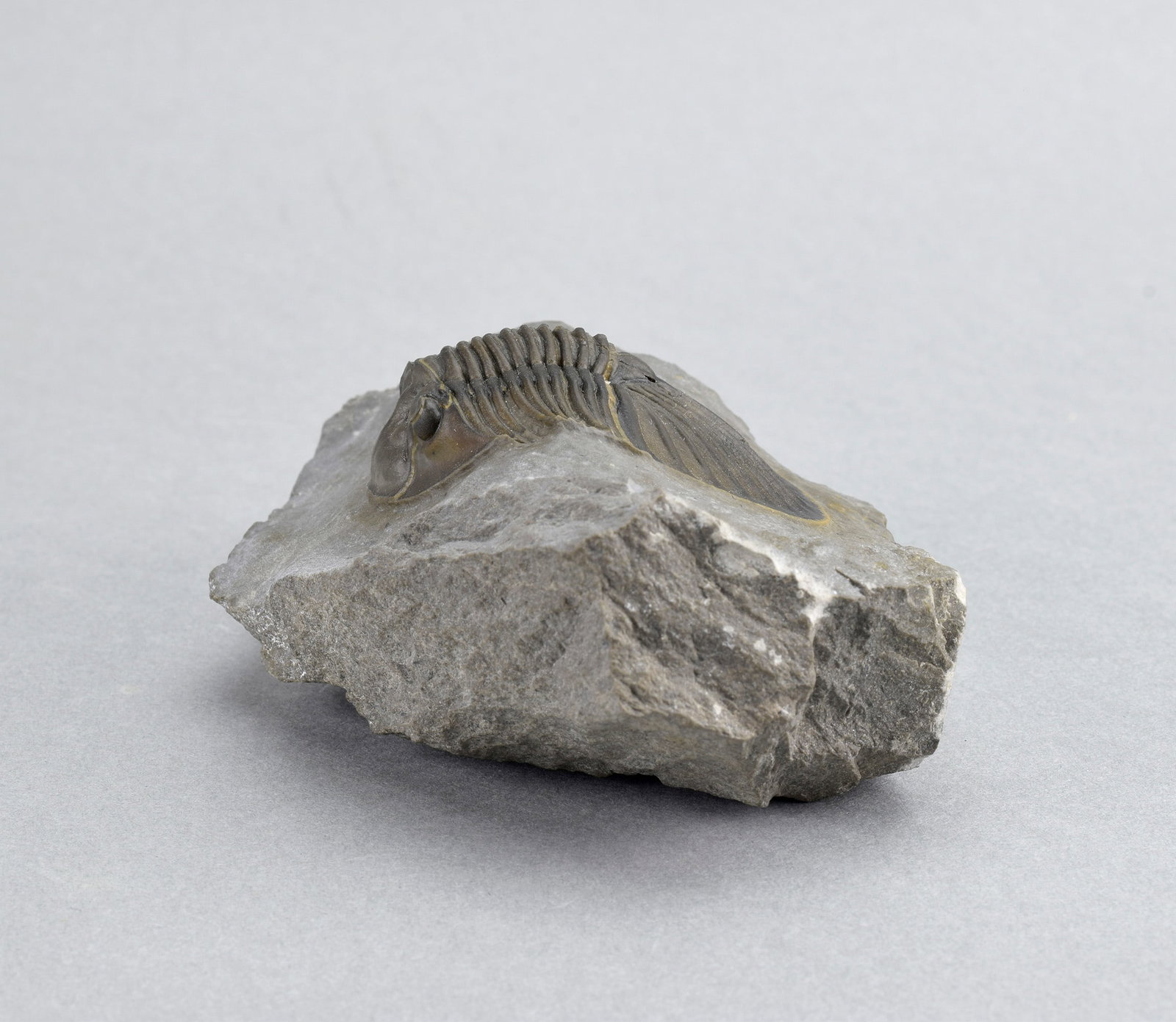 Beautiful trilobite Scabriscutellum - 5