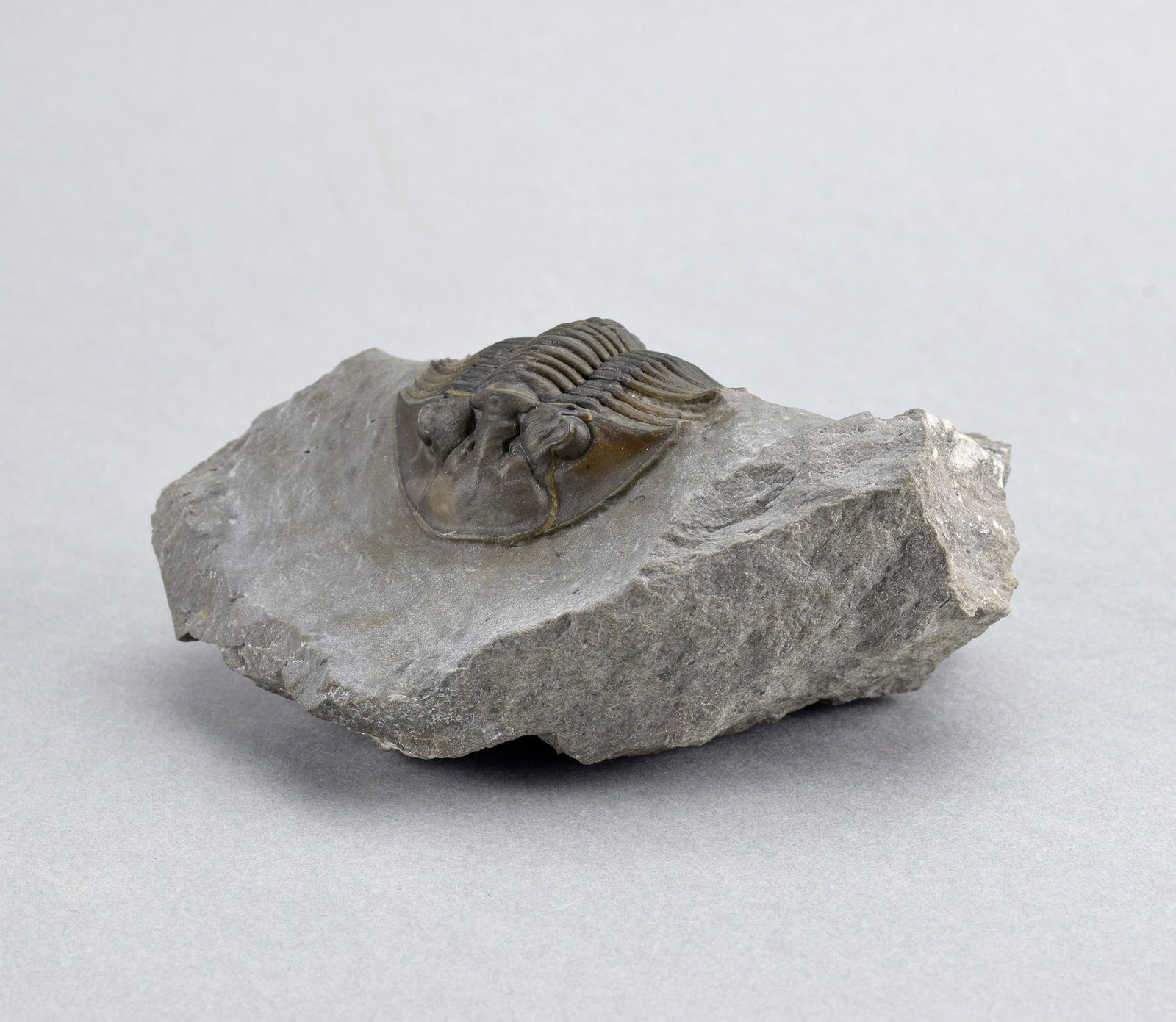 Beautiful trilobite Scabriscutellum - 6
