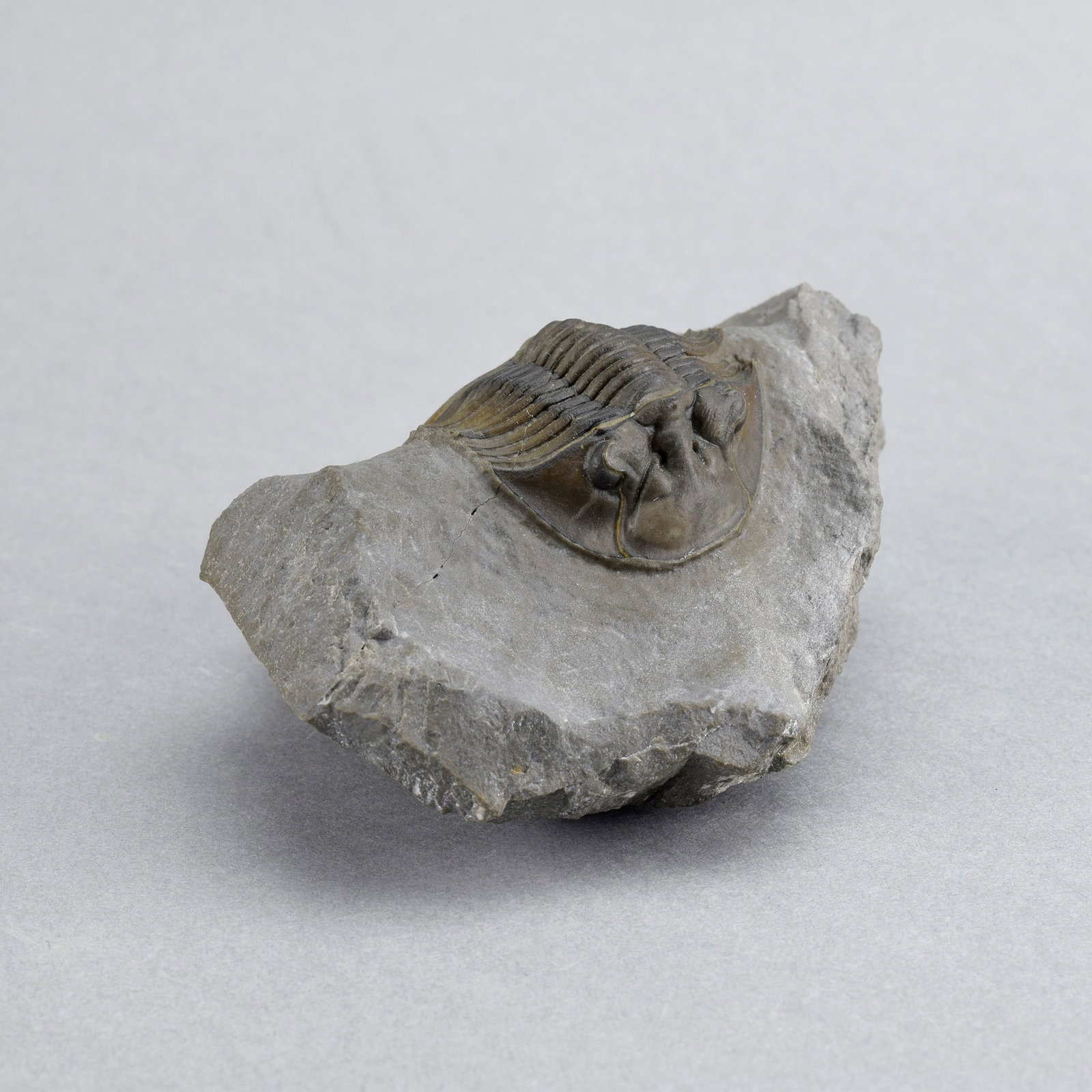 Beautiful trilobite Scabriscutellum - 8