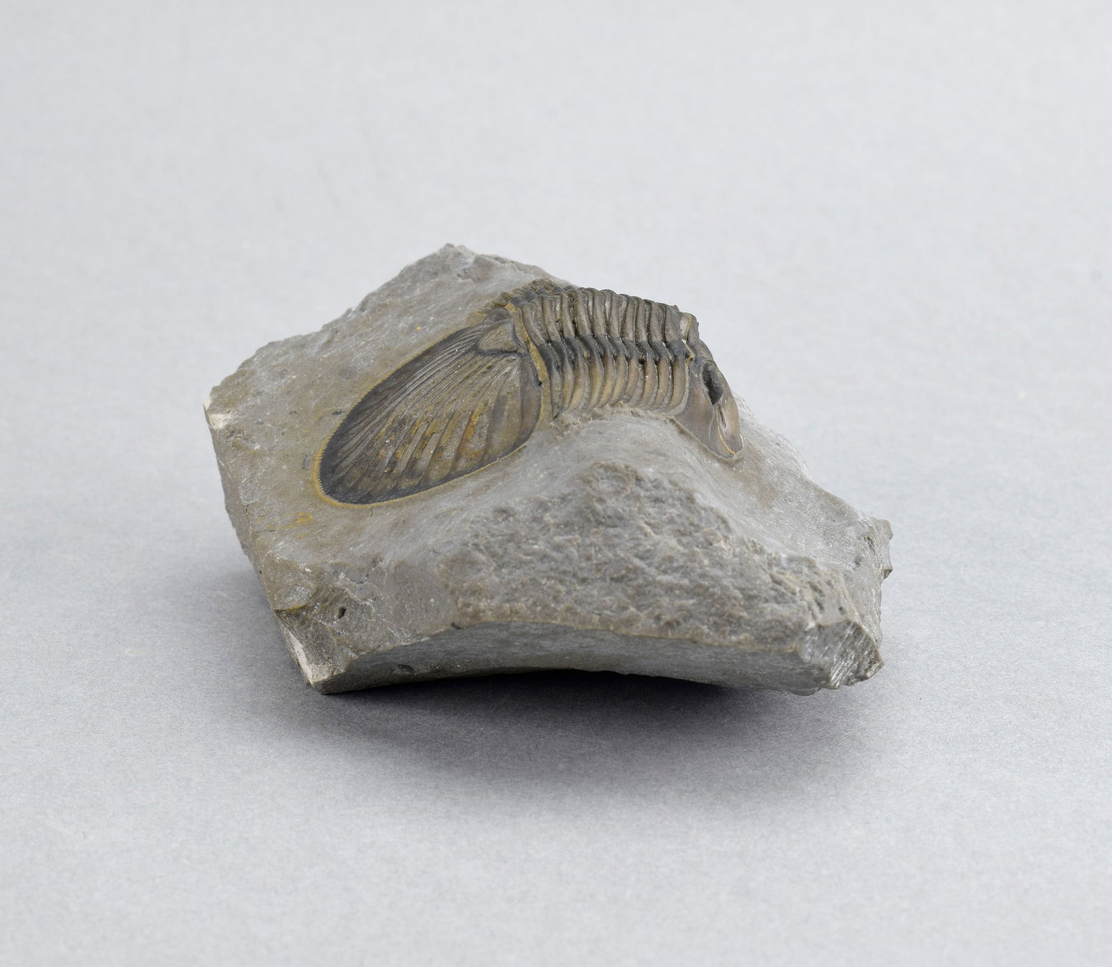 Beautiful trilobite Scabriscutellum - 9