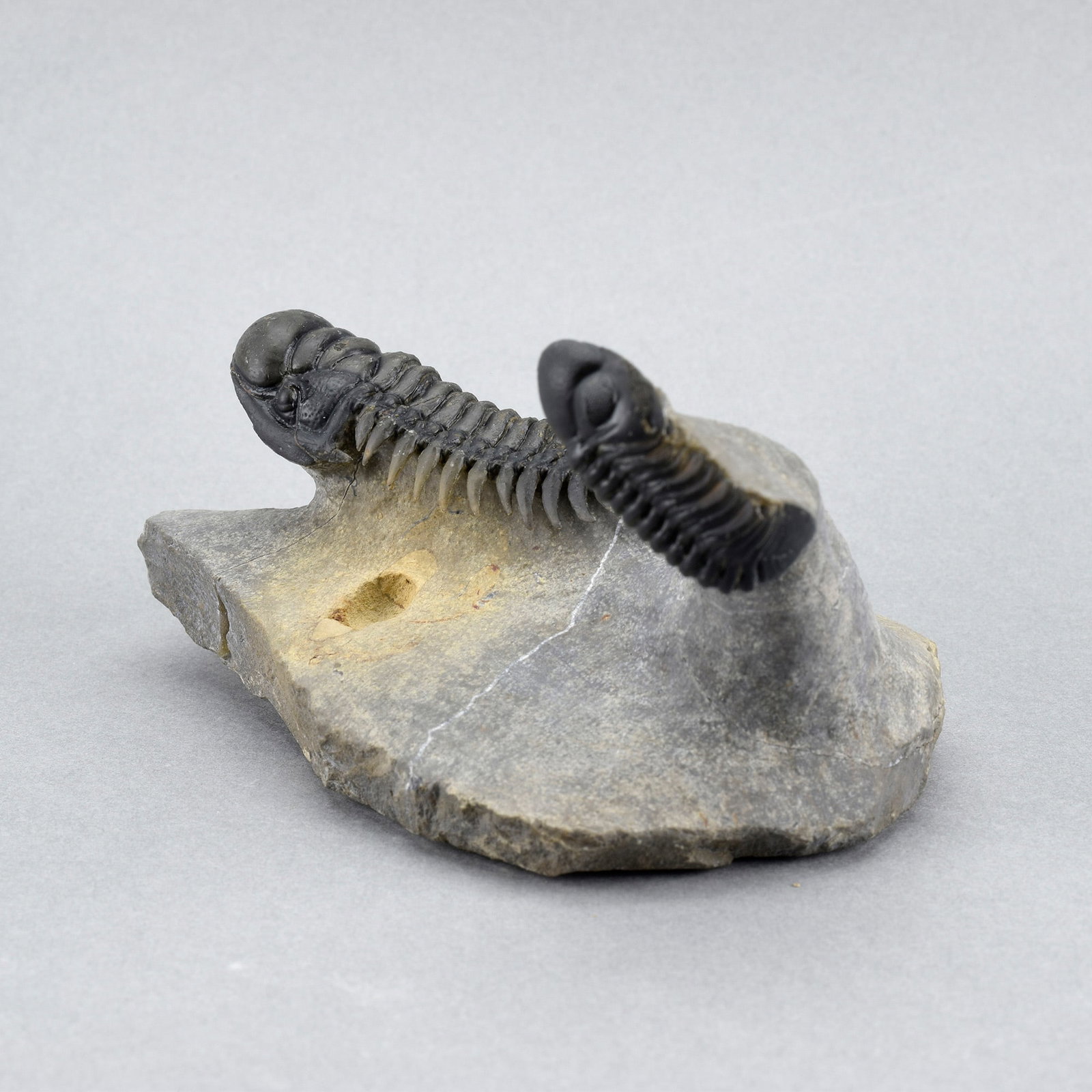 Fine trilobite combo - Crotalocephalina gr. gibbus and Phacopid - 8