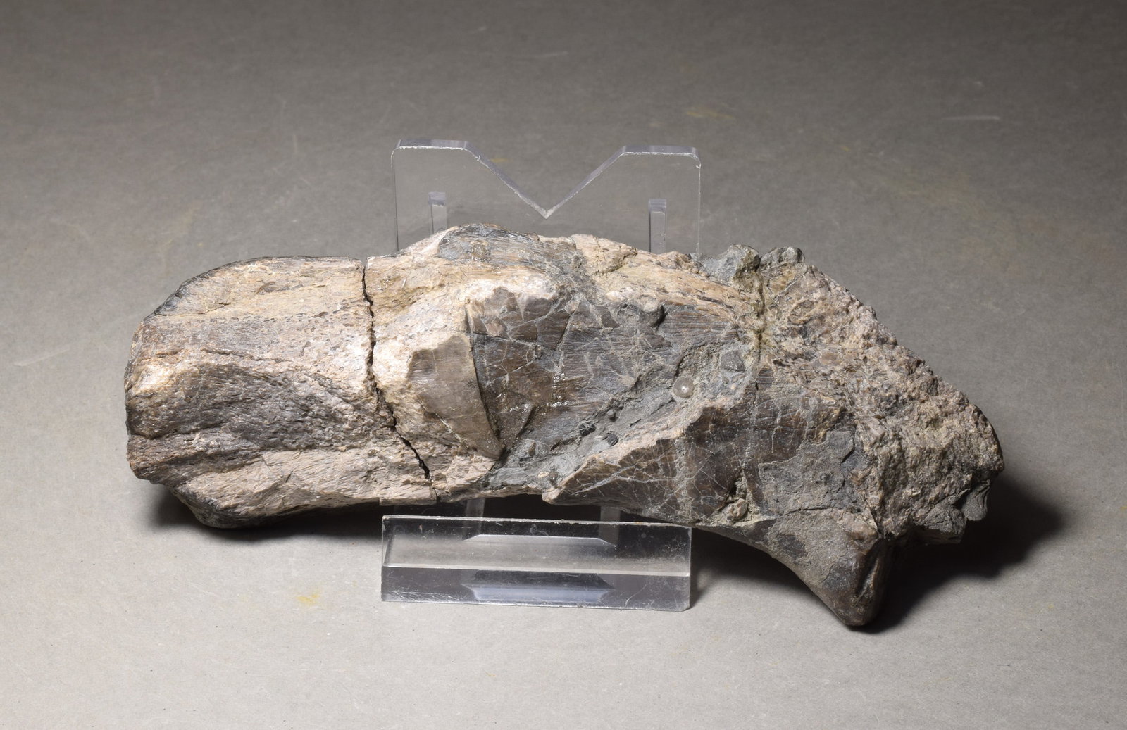 Collection of seven "bonebed" fossils - 10